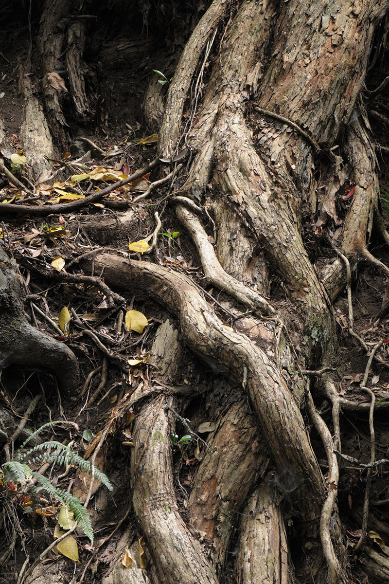 2014-10-05_baum_uz_13 Baum (Foto: Ute Zohles)