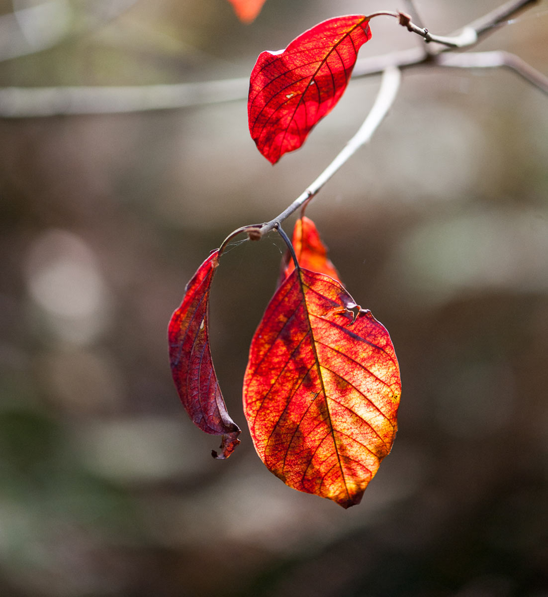 2014-10-13_herbst_upf_13 Herbst (Foto: Uli Pfeufer)