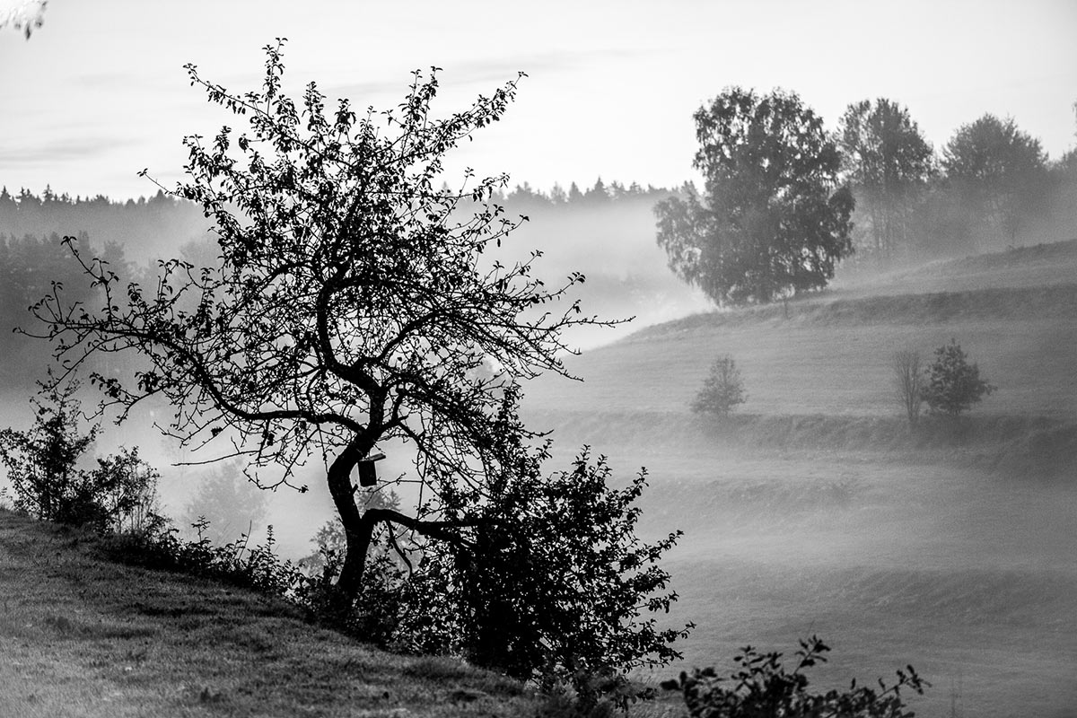 2014-10-14_herbstliche_morgenstimmung_upf_19_2 Herbstliche Morgenstimmung (Foto: Uli Pfeufer)