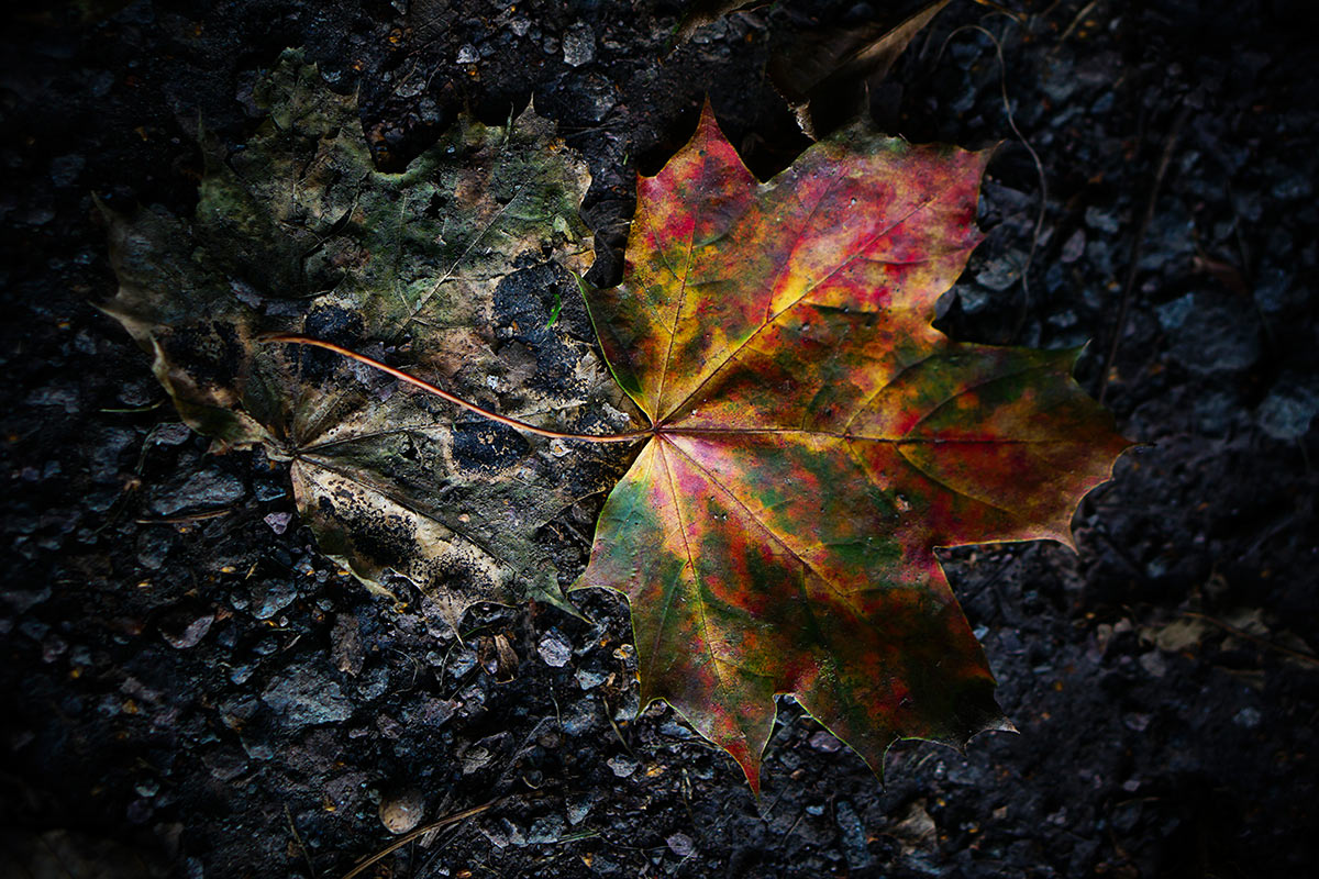 2014-11-04_c_DSC02300_zwei_bunte_rk_21_1 Herbstblatt (Foto: Rainer Koch)