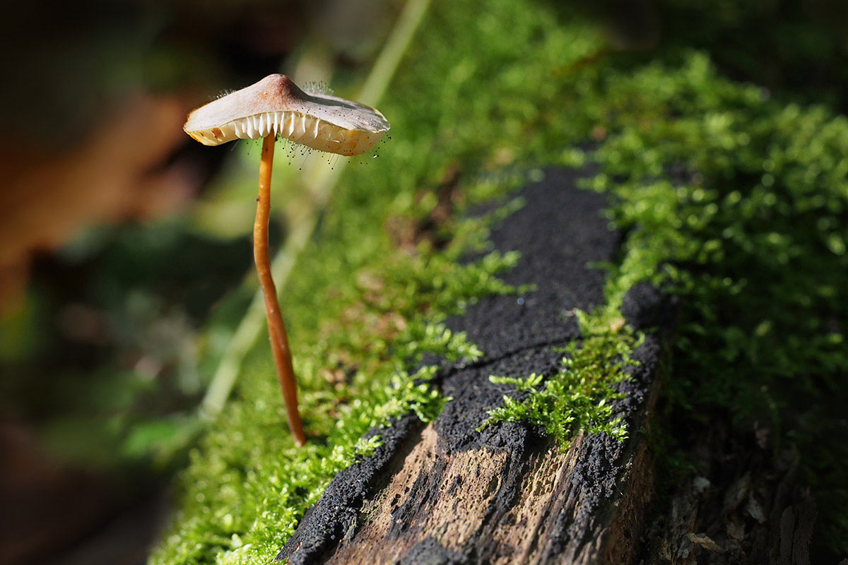 2014-11-09_EM056168_pilz_mh_19 Pilz (Foto: Manuela Hahnebach)