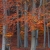 Herbstbuchen (Foto: Andreas Kuhrt)