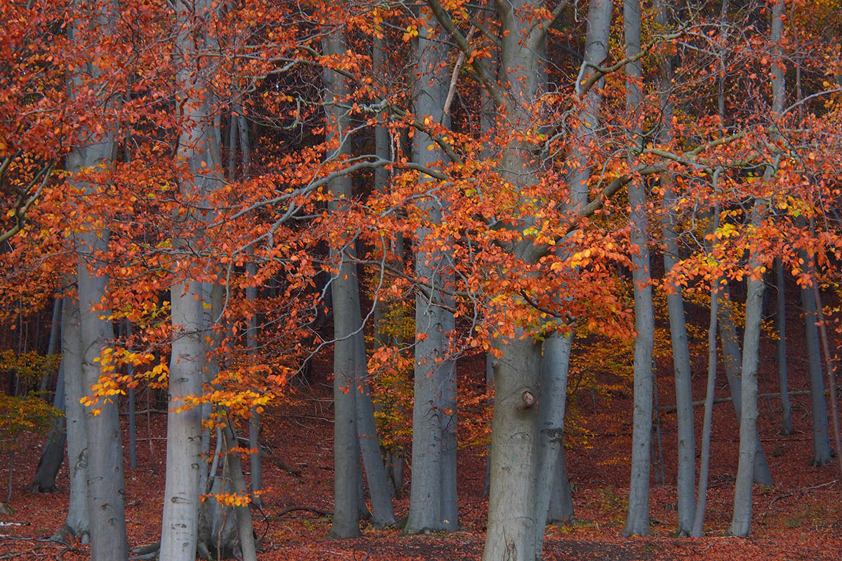 2014-11-17_herbstbuchen_p0025085_ak_17 Herbstbuchen (Foto: Andreas Kuhrt)