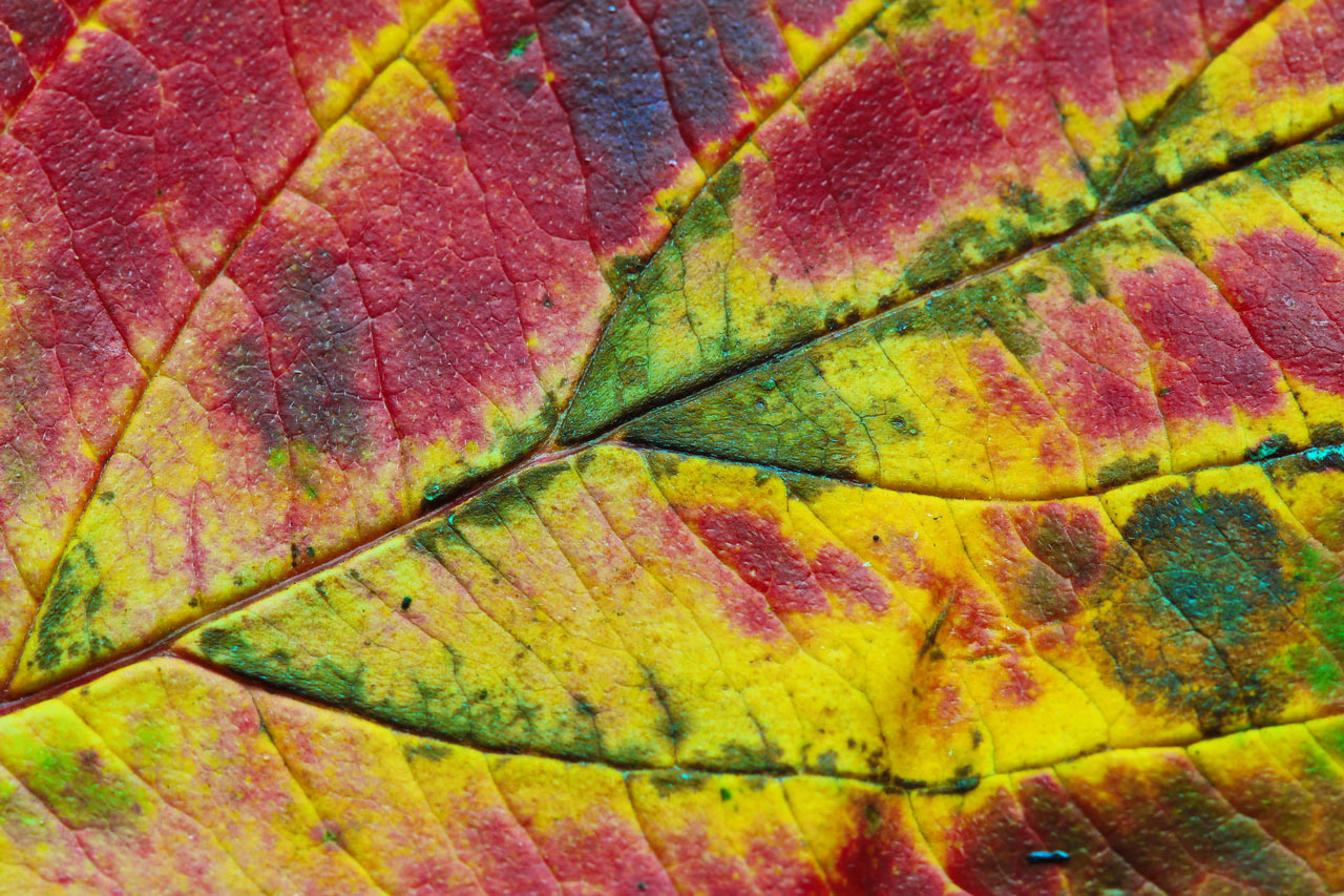 2014-11-18_herbstfarben_rok_11 Herbstfarbe (Foto: Roland Kastner)
