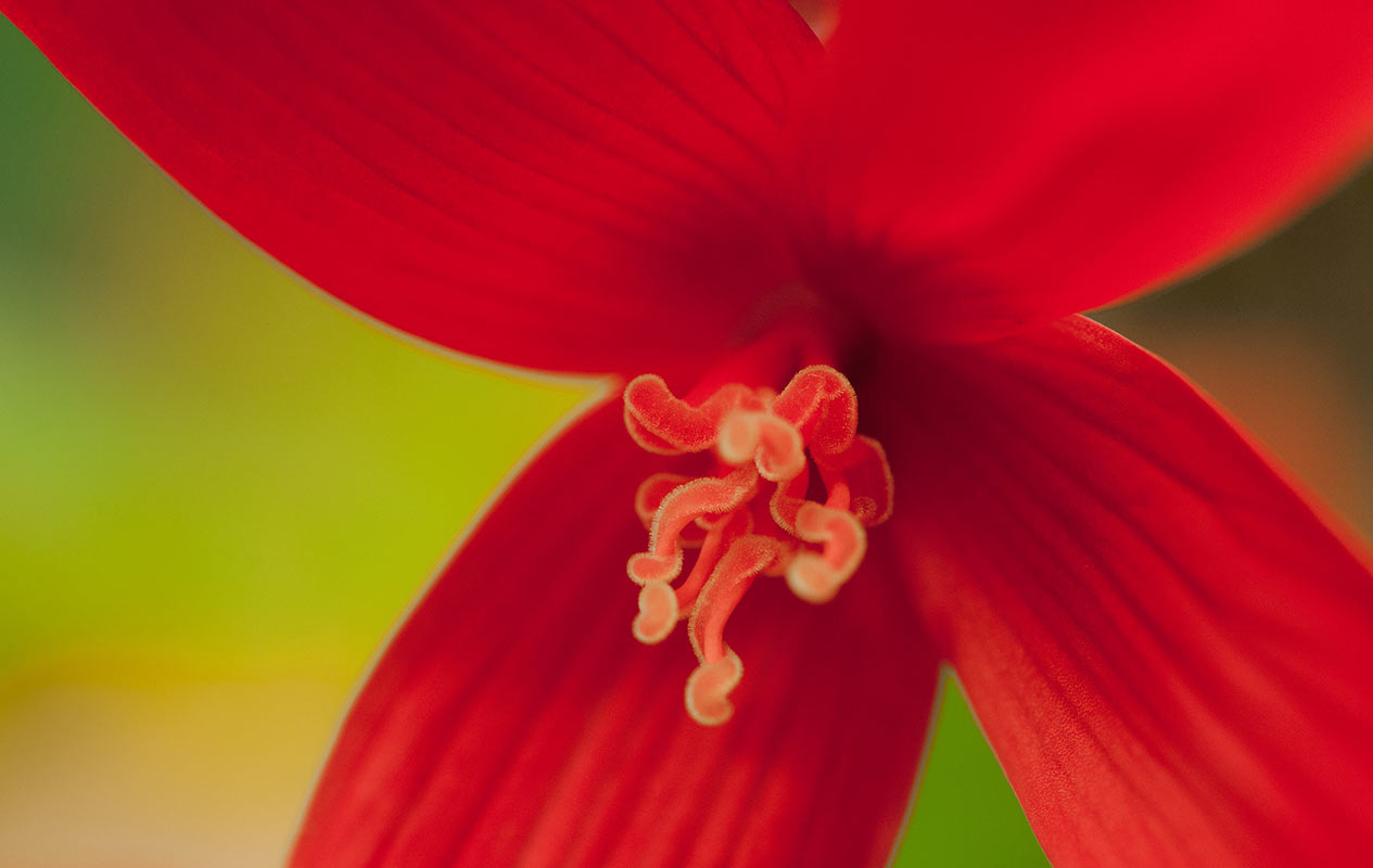 2014-12-26_r_2014-08-03_1237_52-4_uz_21_2 Rot (Foto: Ute Zohles)