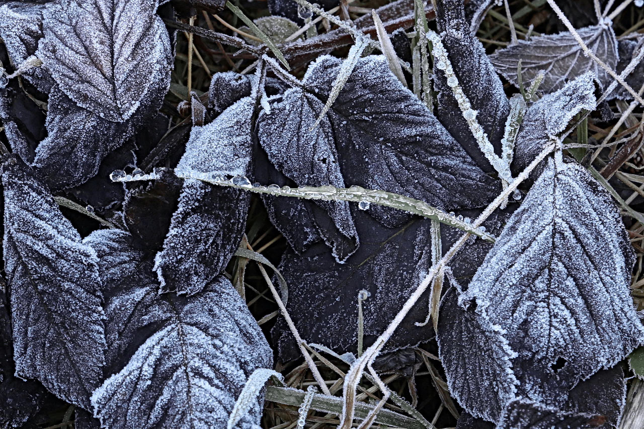 2014-12-zz04_serie_erster_frost_1_rok_15 Serie: Erster Frost (Foto: Roland Kastner)