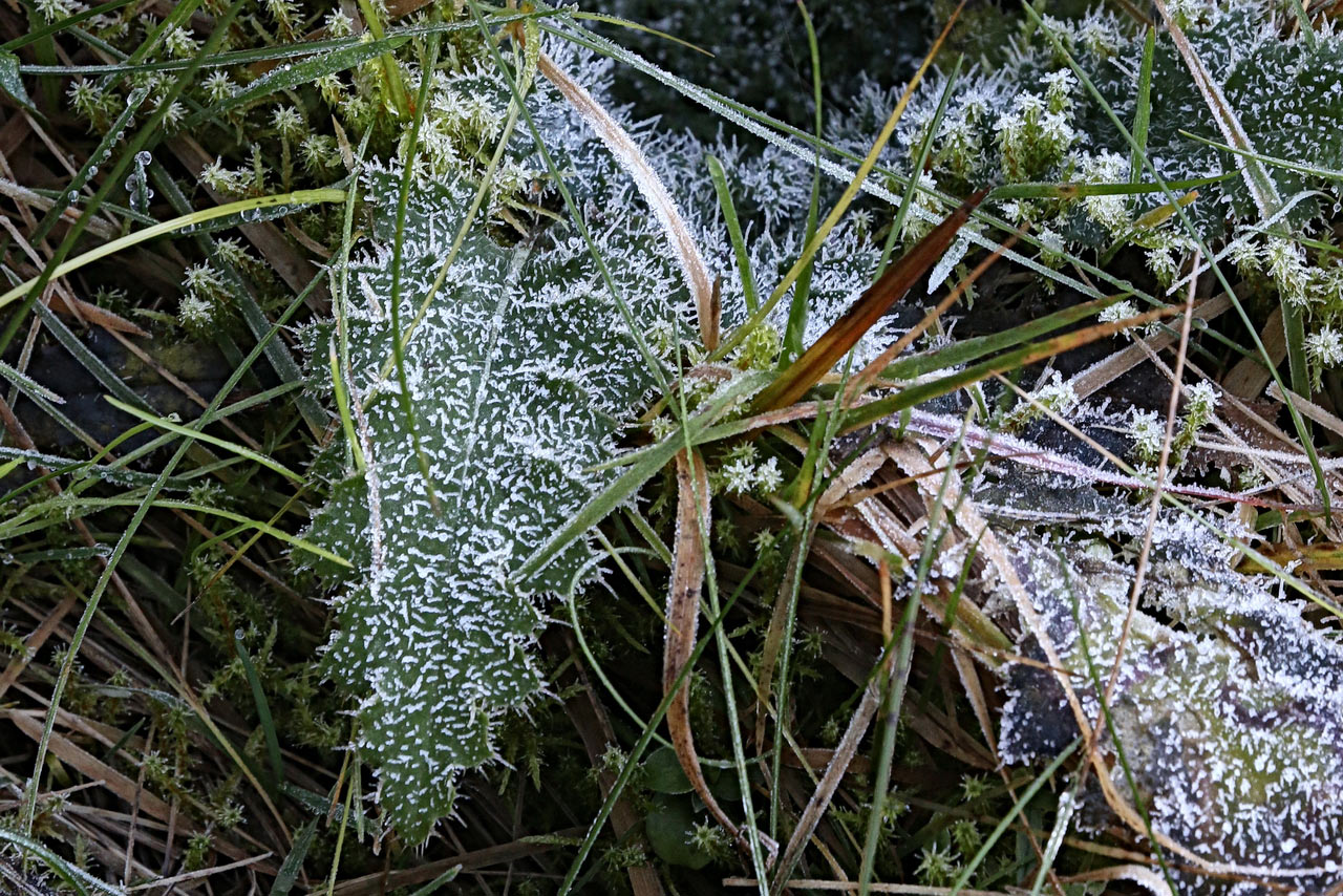 2014-12-zz04_serie_erster_frost_3_rok_15 Serie: Erster Frost (Foto: Roland Kastner)