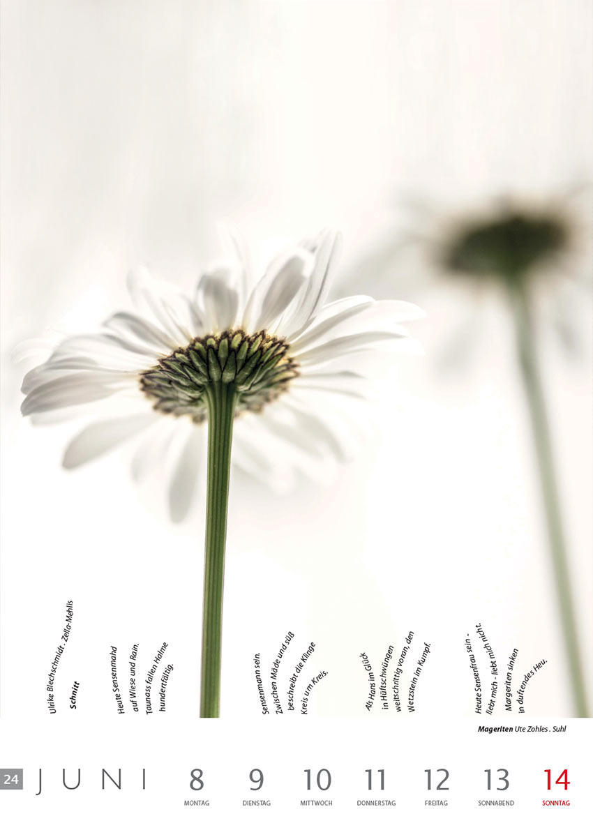 Schnitt (Text: Ulrike Blechschmidt) | Margeriten (Foto: Ute Zohles) . Literaturkalender Thüringer Ansichten 2015