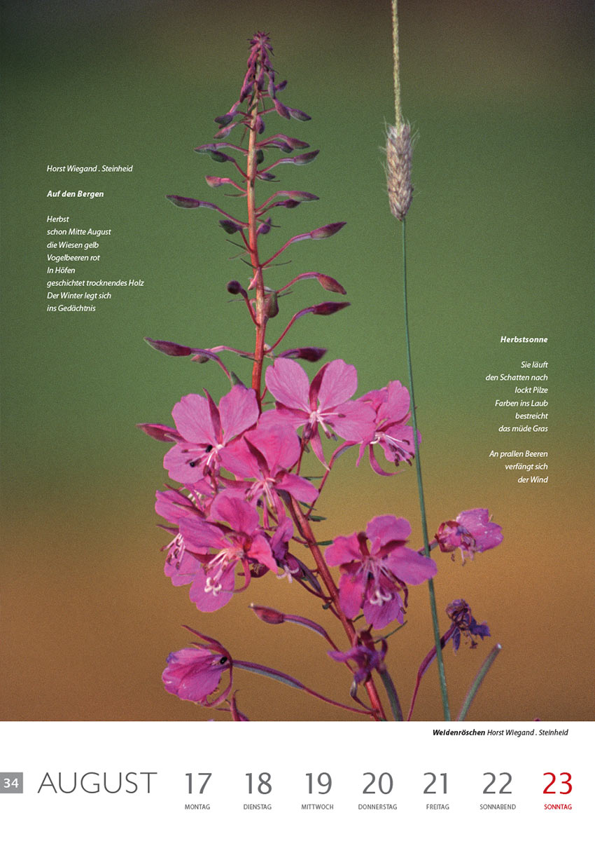Auf den Bergen, Herbstsonne | Weidenröschen (Texte & Foto: Horst Wiegand) . Literaturkalender Thüringer Ansichten 2015