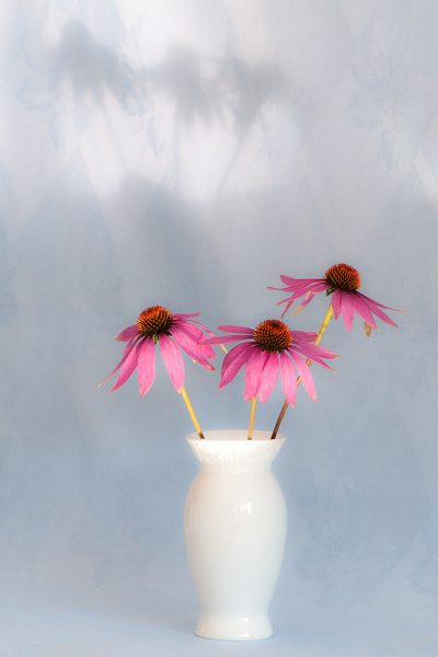 Aus Nachbars Garten (Foto: Ute Zohles)