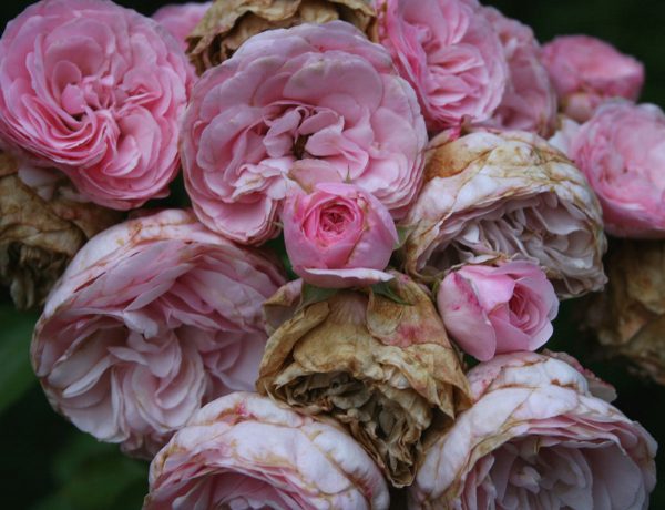 Blühen & Welken (Foto: Carolin Fritz)