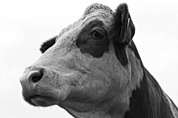 Charakterkopf (Foto: Roland Kastner)