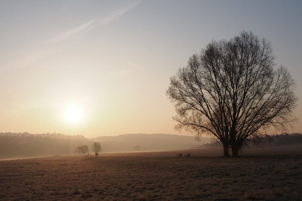 Elbufer (Foto: Ines Koch)