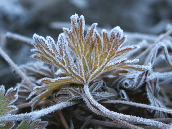 Frostig (Foto: Carolin Fritz)