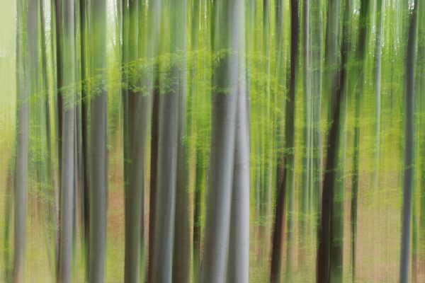 Frühlingsgrün (Foto: Manuela Hahnebach)