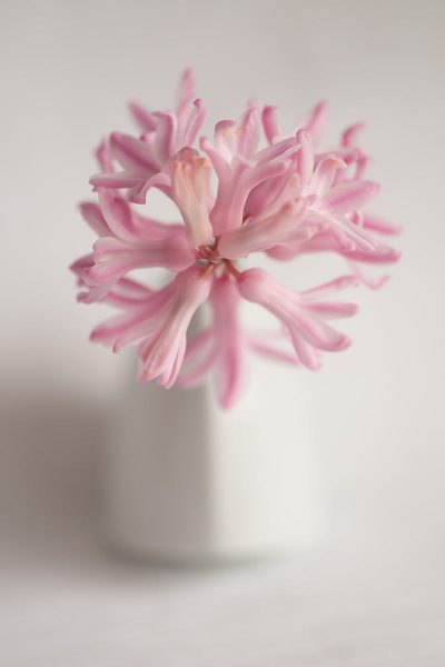 Hyazinthe (Foto: Ute Zohles)