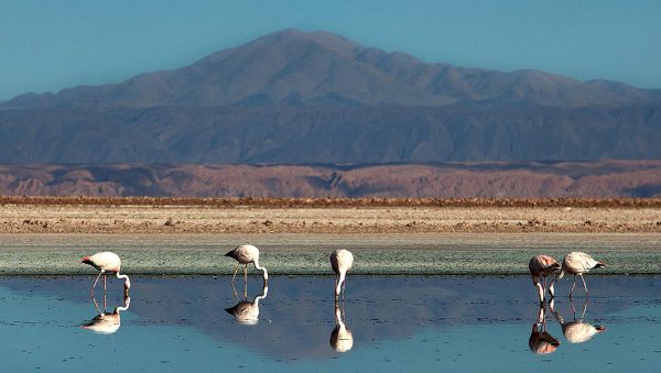 Laguna Chaxa (Foto: Frank Hausdörfer)