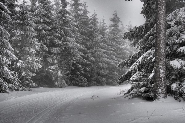 Loipe (Foto: Ines Koch)