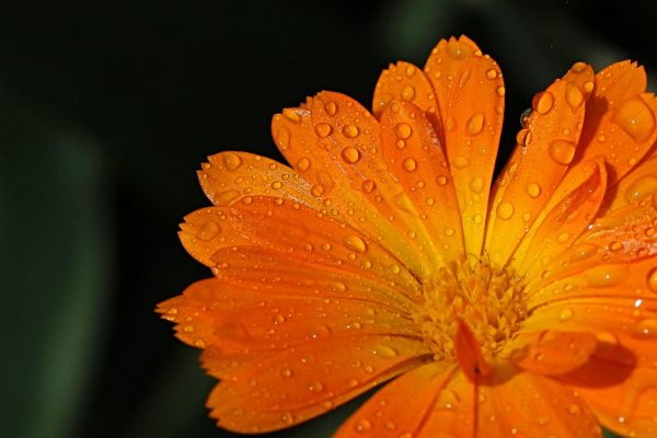 Nach dem Regen (Foto: Roland Kastner)