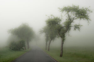 <b>Bis 16.09.2025</b> Fotowettbewerb: „Allee des Jahres 2025“
