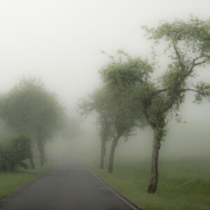 <b>Bis 16.09.2025</b> Fotowettbewerb: „Allee des Jahres 2025“