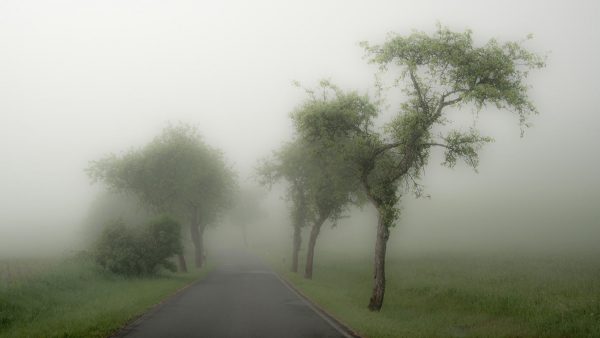 Nebelallee (Foto: Uli Pfeufer)