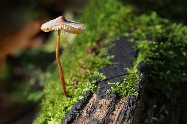 Pilz mit Sporen (Foto: Manuela Hahnebach)