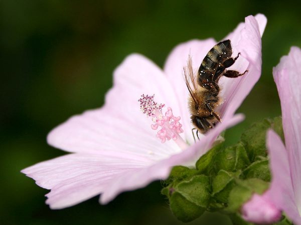 Pollensuche (Foto: Carolin Fritz)