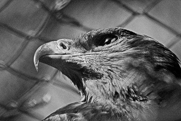 Scharfer Blick (Foto: Roland Kastner)