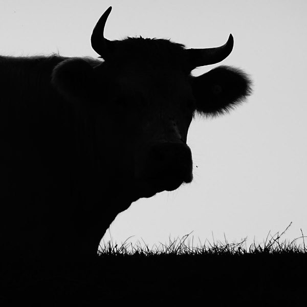 Stier - böse (Foto: Peter Zastrow)