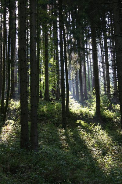 Unser Wald (Foto: Carolin Fritz)