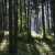 Unser Wald (Foto: Carolin Fritz)