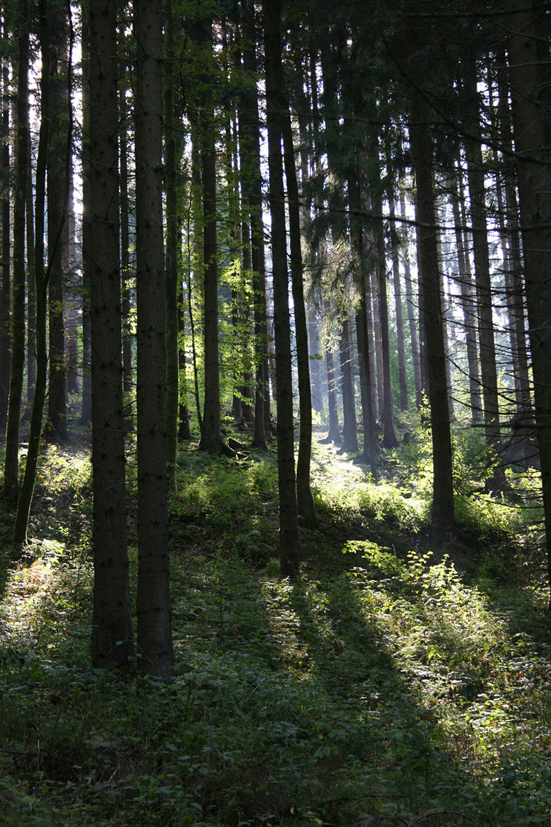 2014-bdj-90-unser-wald-cf-4.5 Unser Wald (Foto: Carolin Fritz)