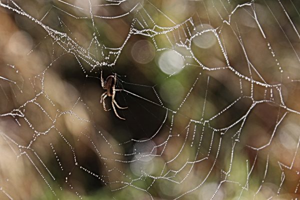 Versponnen (Foto: Roland Kastner)