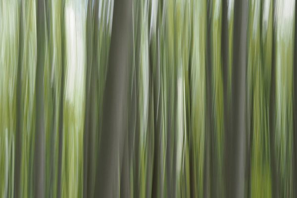 Wald (Foto: Ines Koch)