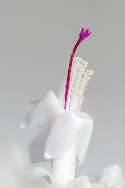 Weihnachtskaktus (Foto: Ute Zohles)