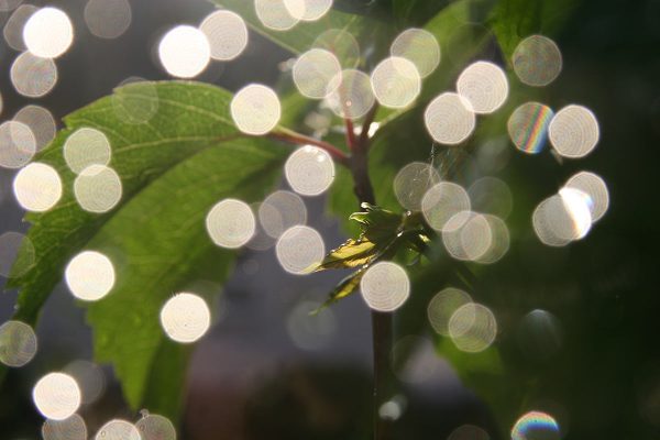 Serie: Regentropfen (Foto: Carolin Fritz)