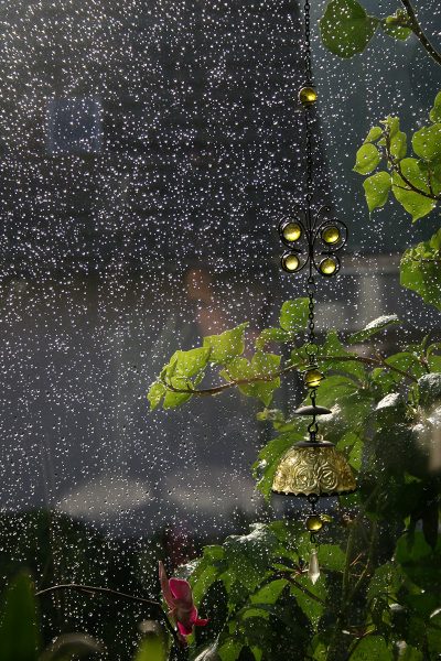 Serie: Regentropfen (Foto: Carolin Fritz)