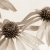 Serie: Blüte (Foto: Ute Zohles)