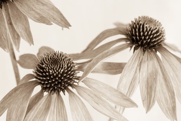 Serie: Blüte (Foto: Ute Zohles)