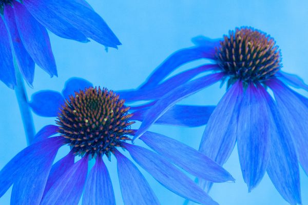 Serie: Blüte (Foto: Ute Zohles)