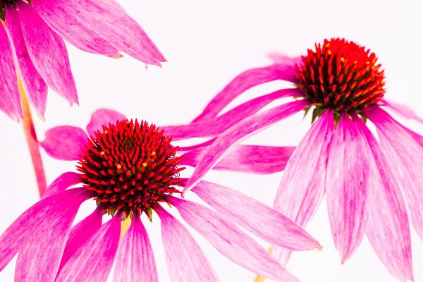 Serie: Blüte (Foto: Ute Zohles)