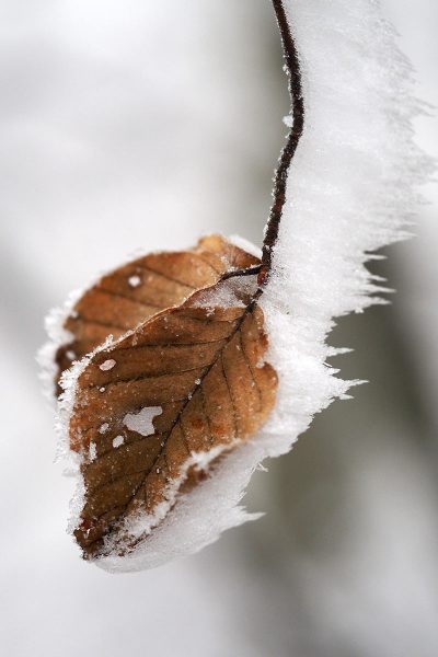 Serie: Raues (Foto: Peter Zastrow)