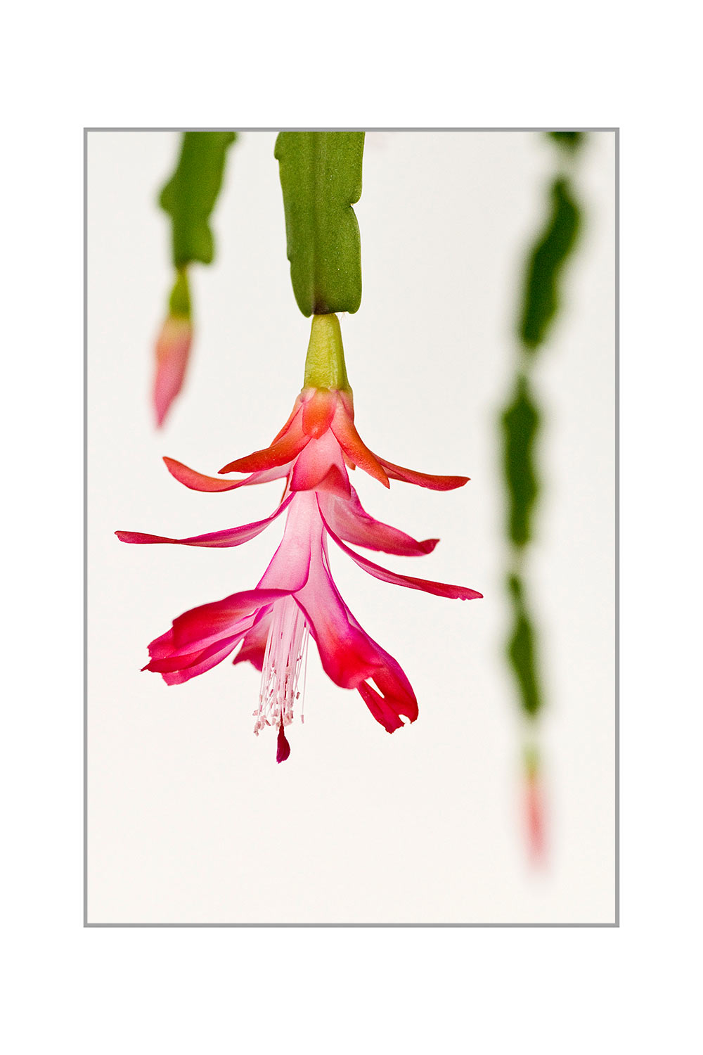 Er blüht (Foto: Ute Zohles) . Fotoausstellung Kontrast . Galerie im Bürgerhaus Zella-Mehlis . 2014