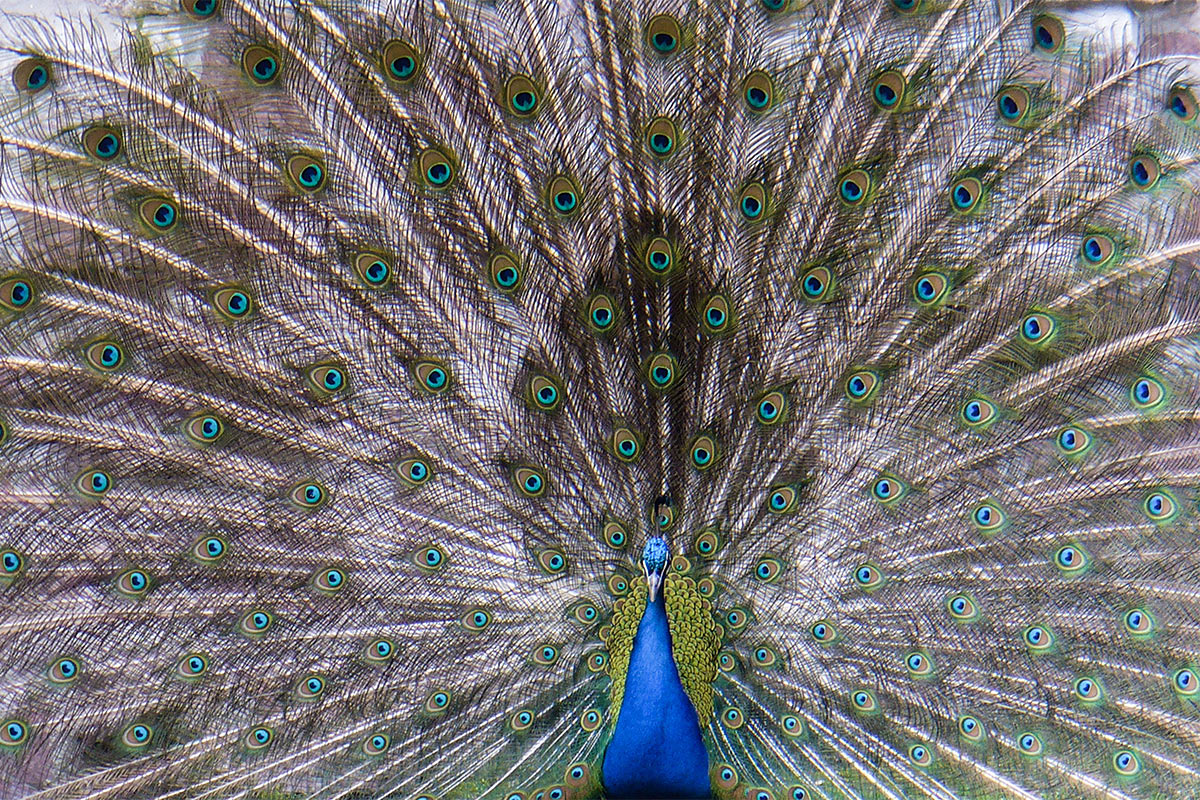 2014-fotoausstellung-nah-und-fern-cf-Radschlagen-im-Zoo-Gotha Radschlagen - im Zoo Gotha (Foto: Carolin Fritz)