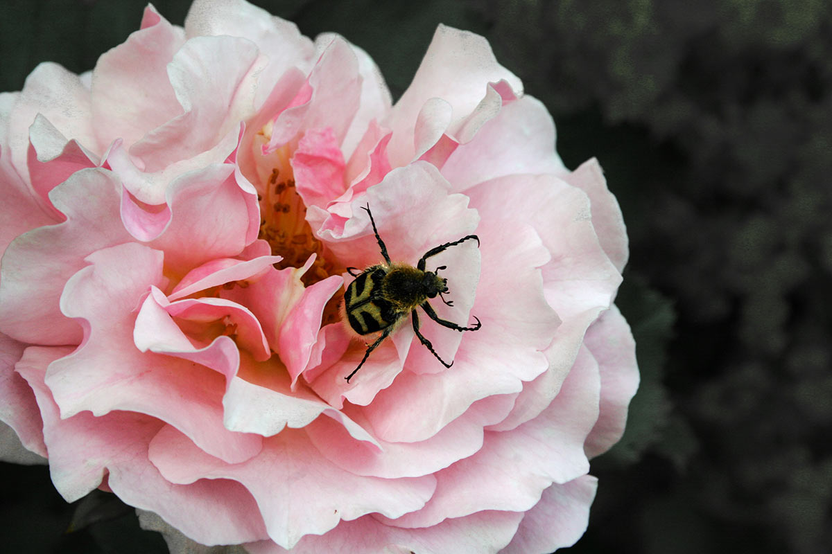 2014-fotoausstellung-nah-und-fern-cf-pinselkaefer Pinselkäfer (Foto: Carolin Fritz)