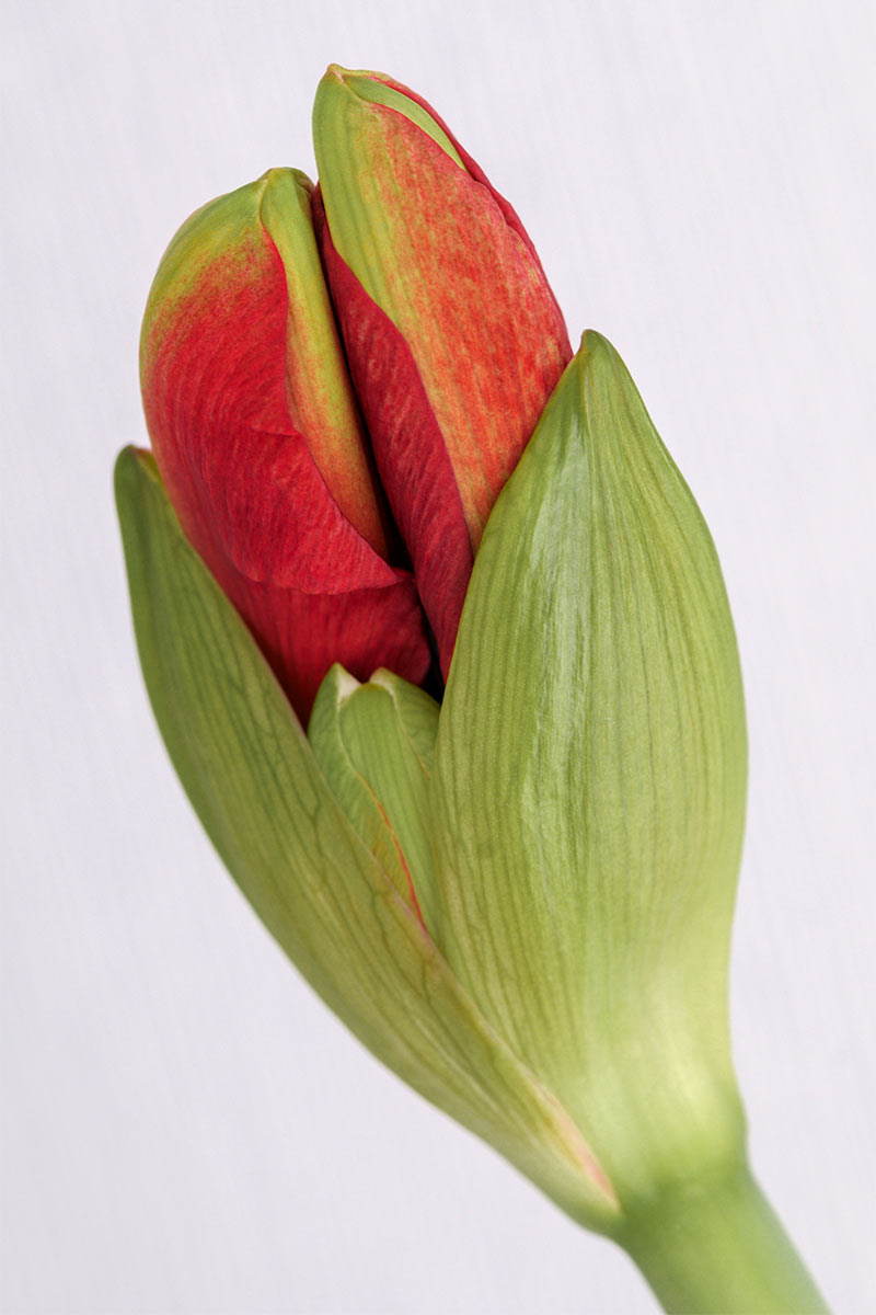 2014-fotoausstellung-nah-und-fern-uz-Amarylis-Knospe Amarylisknospe (Foto: Ute Zohles)