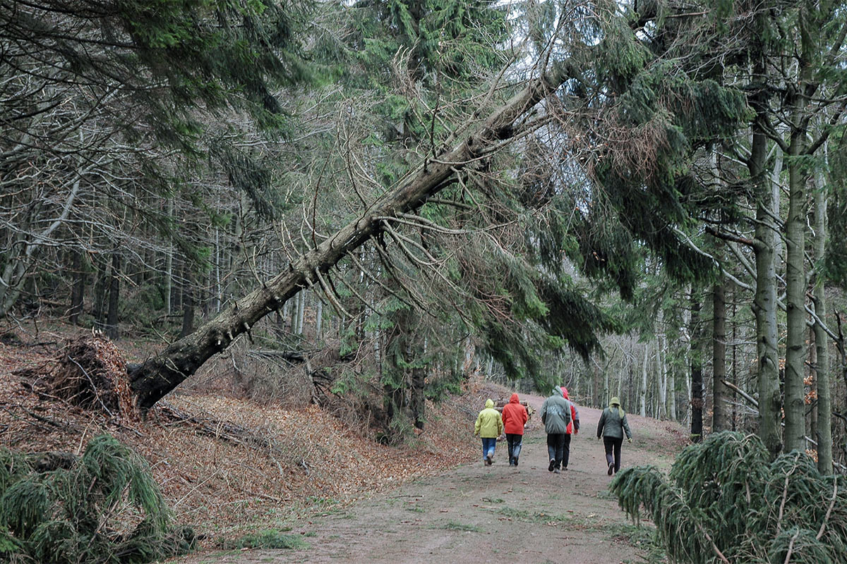 2014-fotoausstellung-nah-und-fern-uz-Kyril-am-Adlersberg-2007 Kyrill am Adlersberg 2007 (Foto: Ute Zohles)
