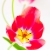 Tulpen 1 (Foto: Ute Zohles)