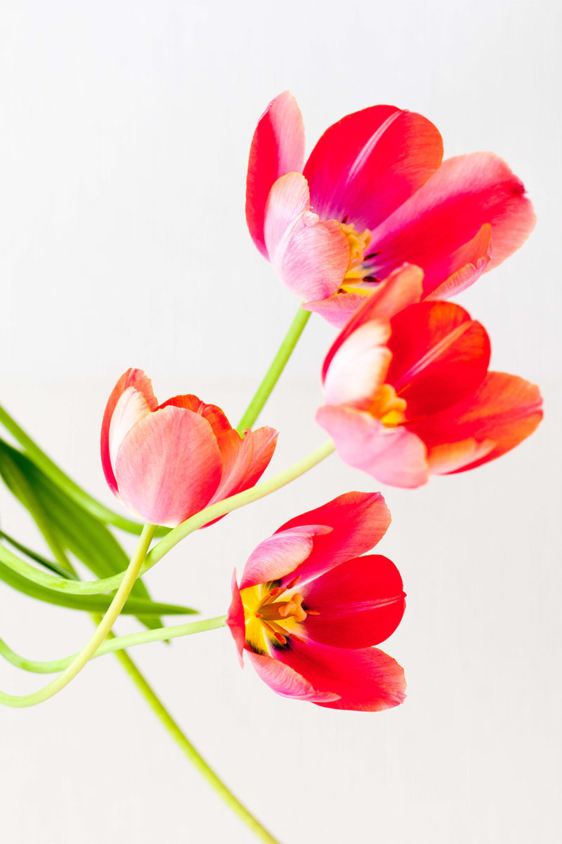 2014-fotoausstellung-nah-und-fern-uz-Tulpe-2 Tulpen 2 (Foto: Ute Zohles)